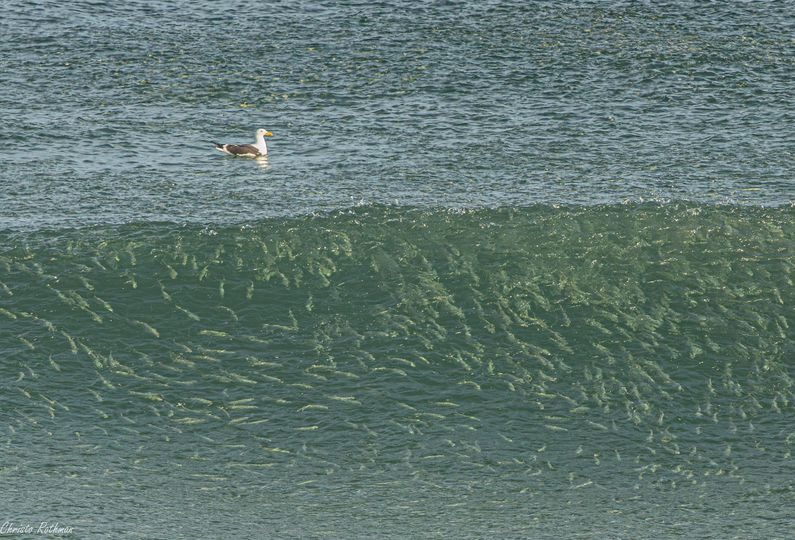 An early morning picture of the ocean at Keurbooms Beach by Chris Rotham